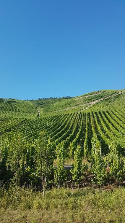 Die Quelle Bernkastel-Kues Dış mekan fotoğraf